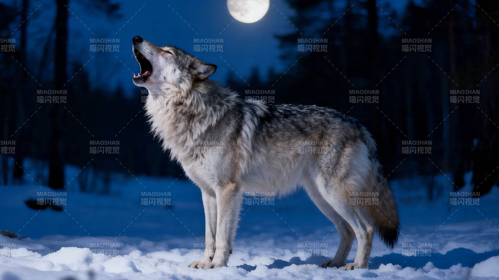 月夜雪原狼嚎图片