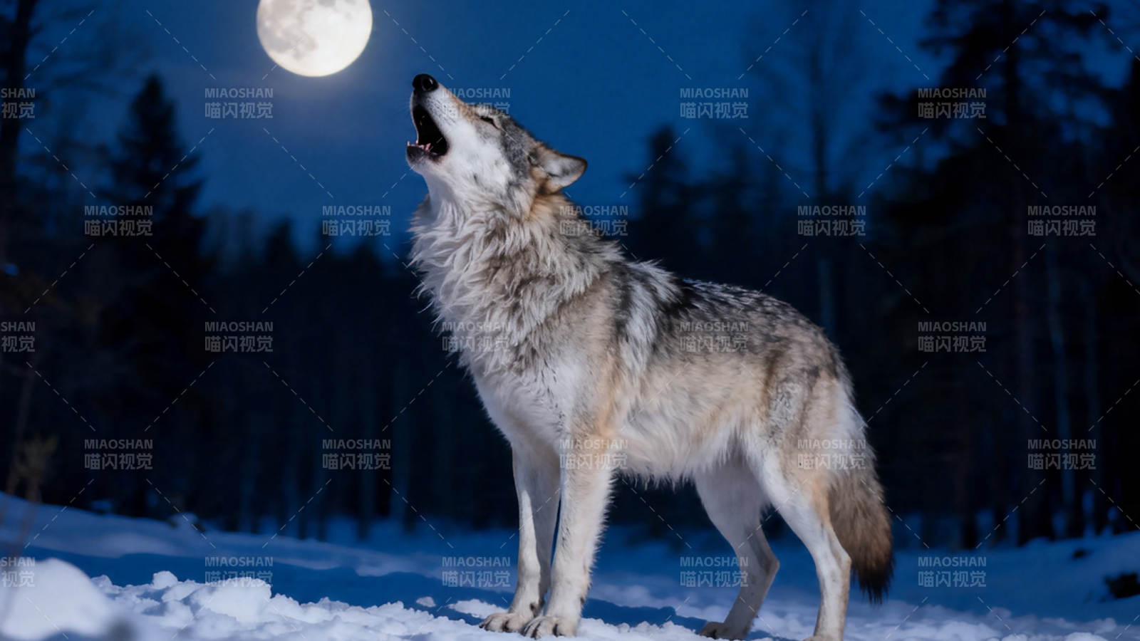 月下雪地 孤狼仰天长啸图片