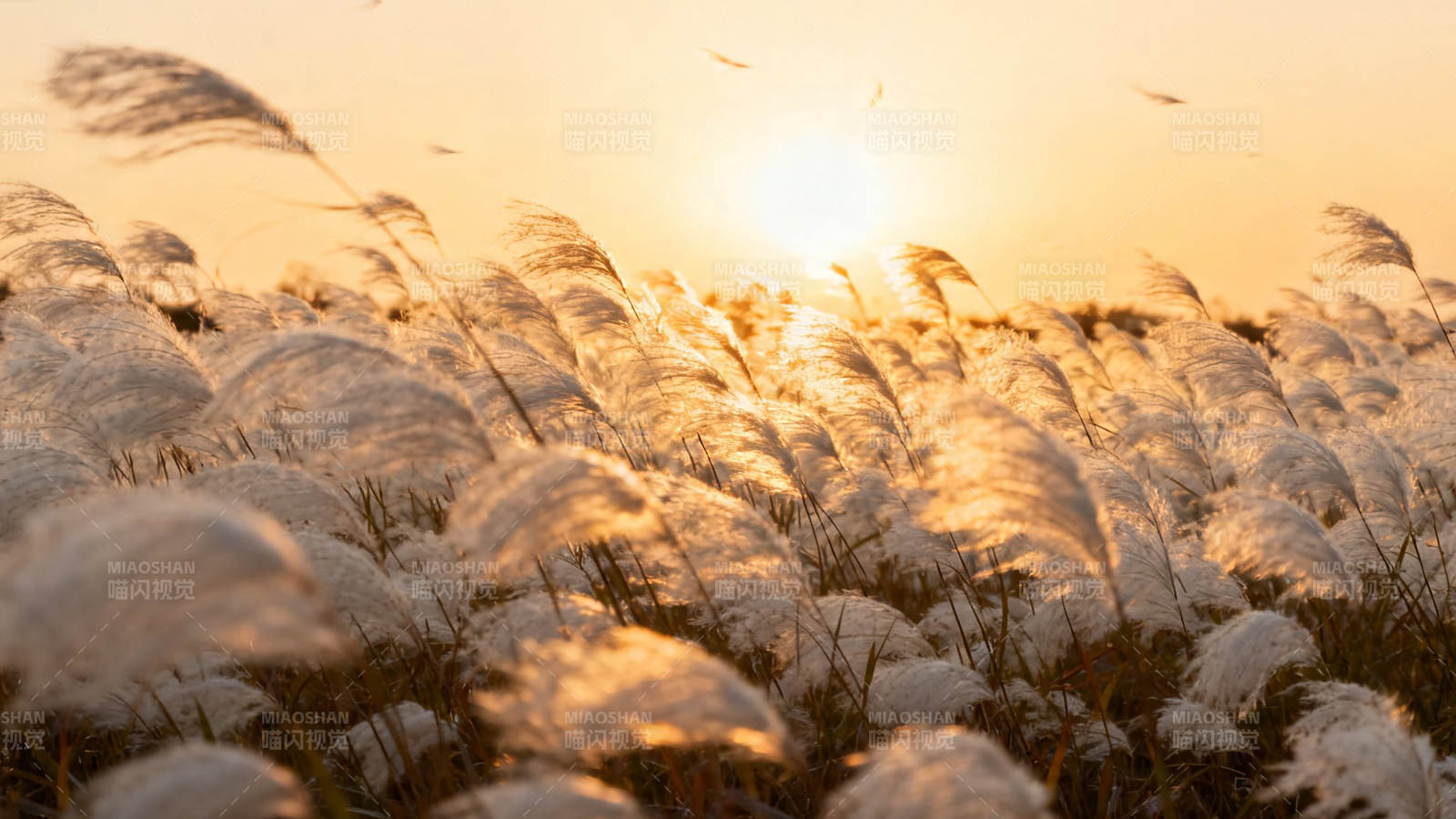 夕阳芦苇荡 金辉映白头图片