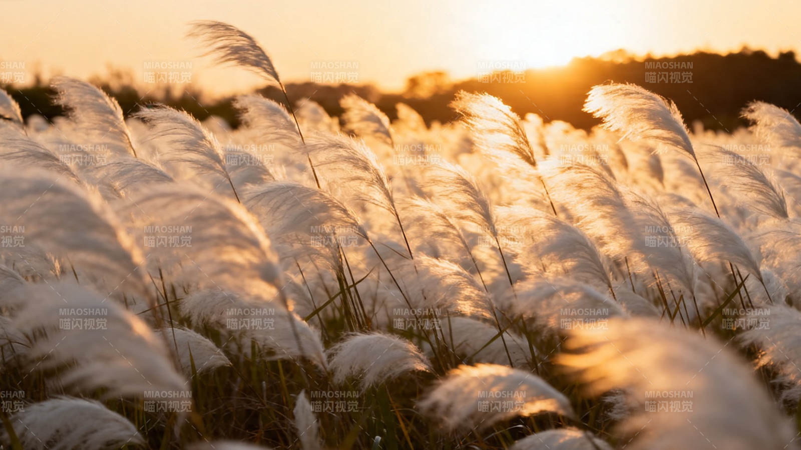 夕阳芦苇荡 金辉映柔絮图片