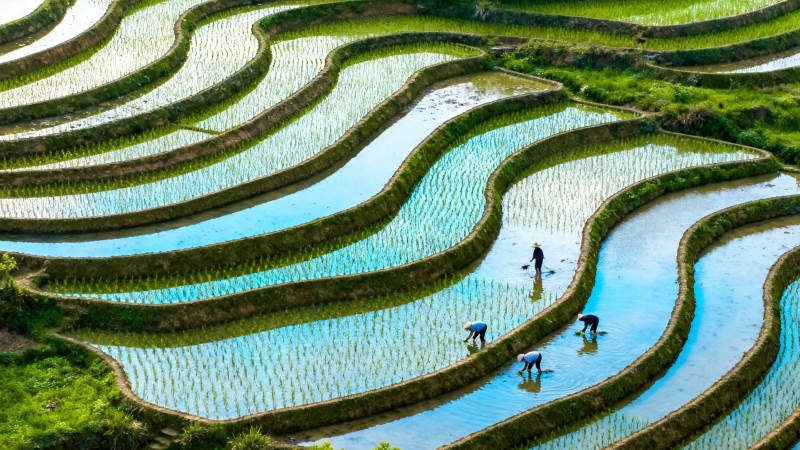 梯田劳作 水光映人图片