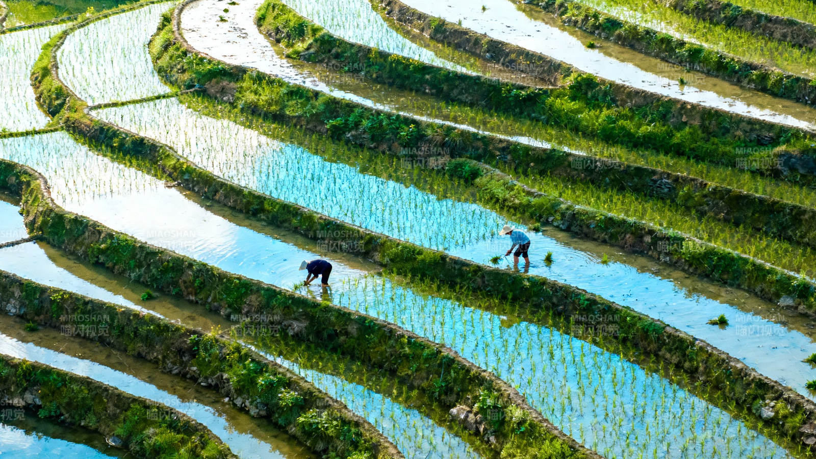 梯田劳作 水光映绿野图片