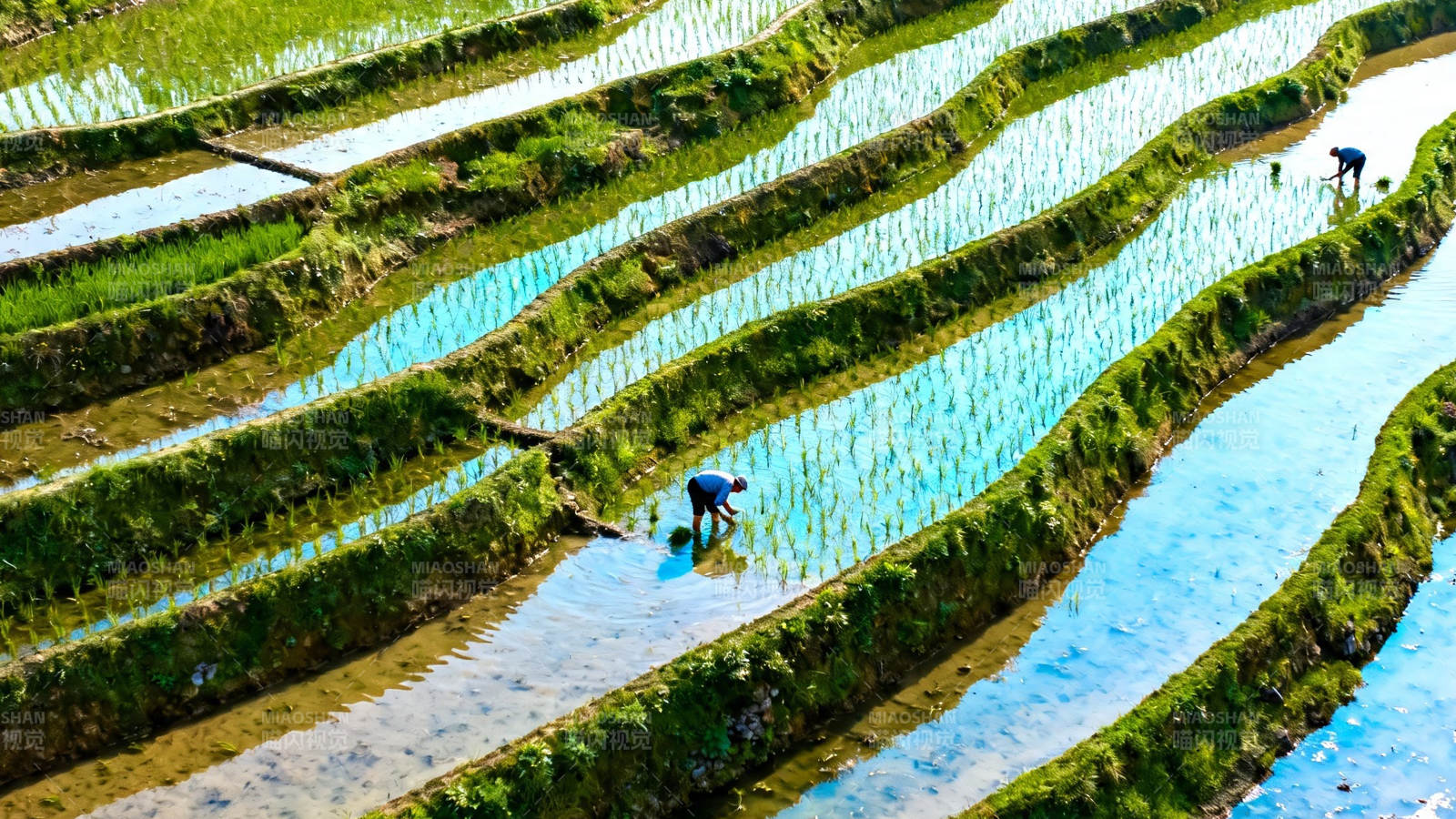 梯田农人插秧忙图片