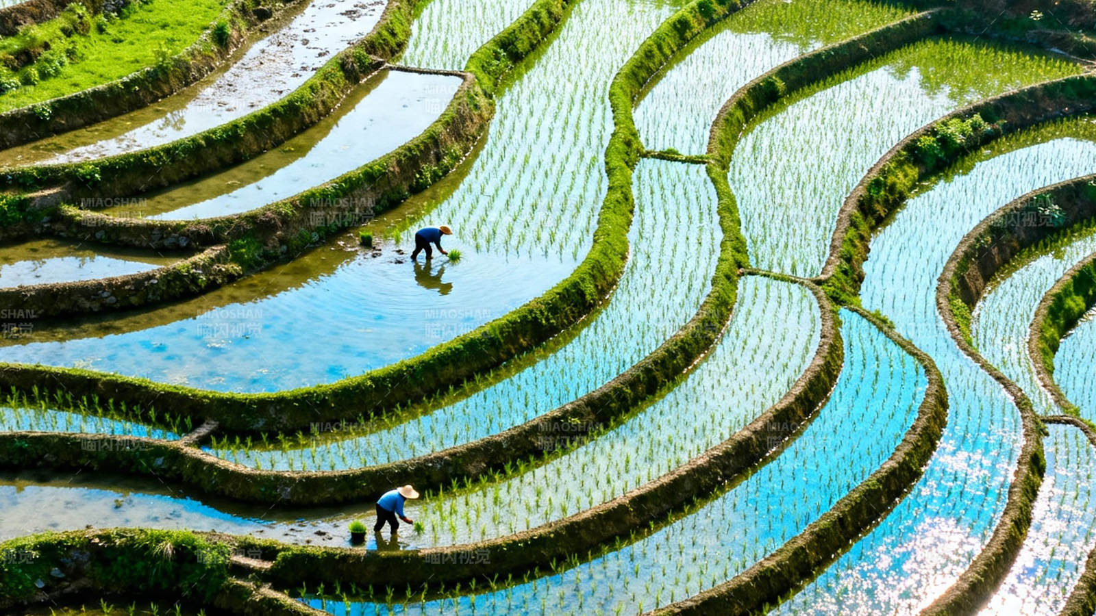 梯田劳作 水光映人图片