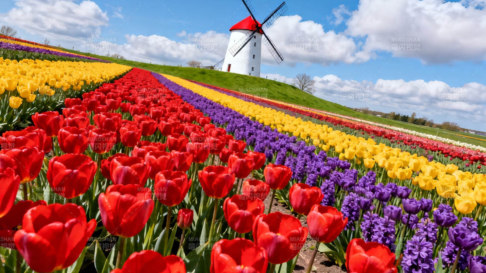 风车下的彩色花海图片