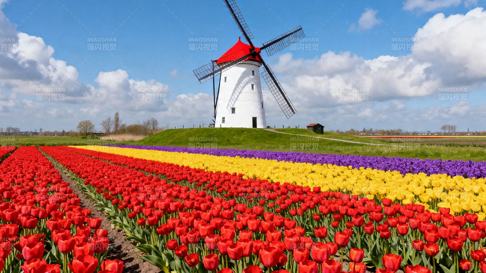 风车下的彩色郁金香田图片