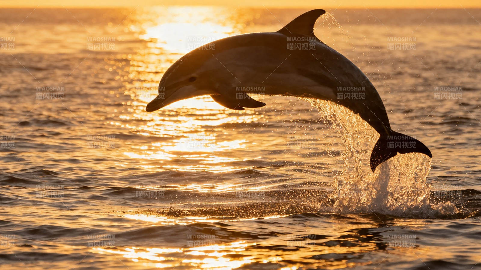 海豚跃金波 夕照舞海天图片