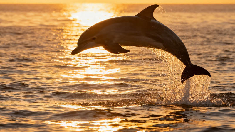 海豚跃金波 夕照舞海天图片