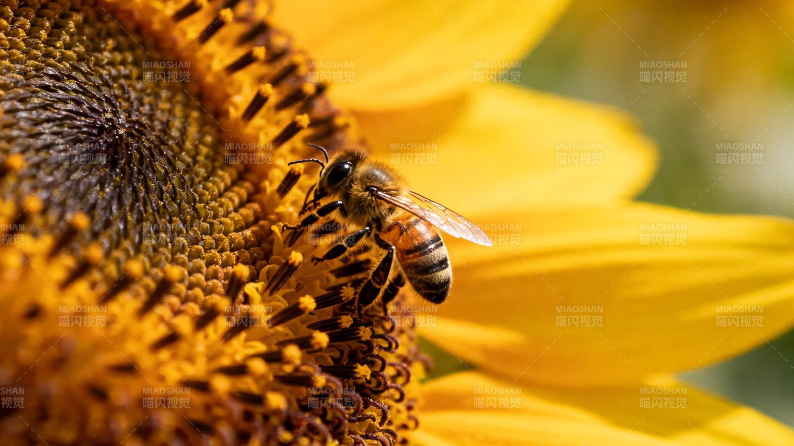 蜂采向日葵花蜜图片