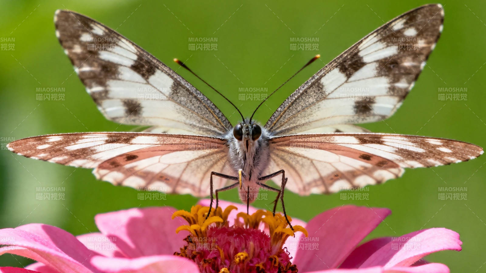 蝶舞花间 粉白相映成趣图片