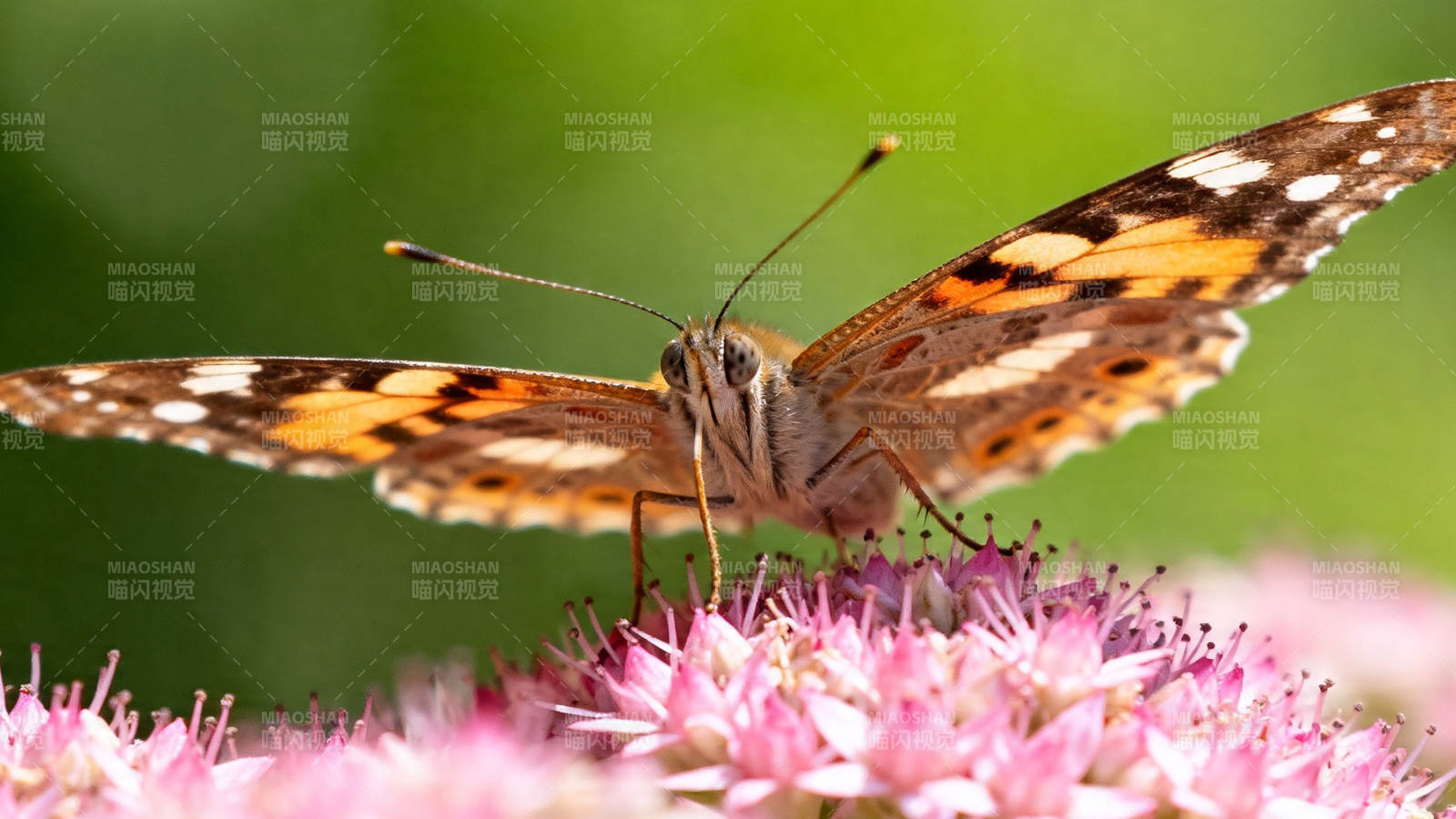 蝶舞粉花间图片