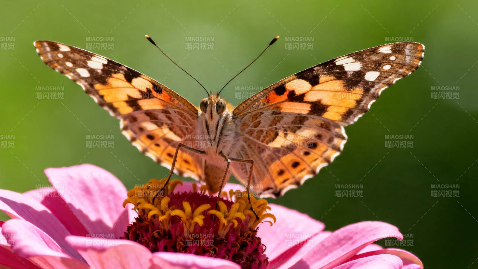 蝶恋粉花 橙翼轻展图片