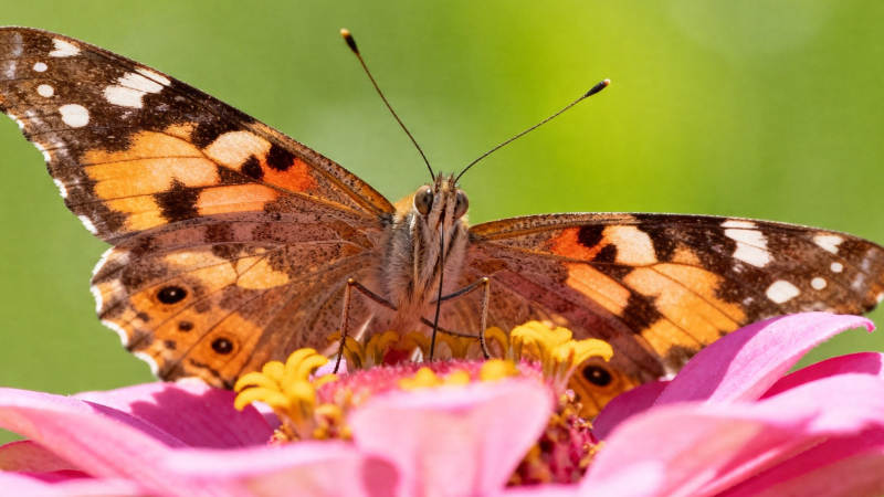 蝶恋粉花 橙翼轻展图片