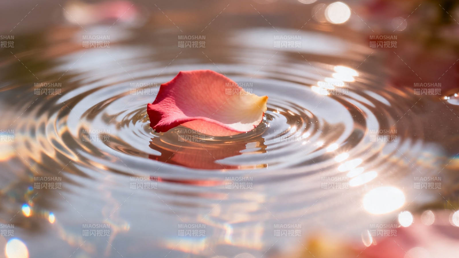 花瓣轻触水面 涟漪荡漾图片