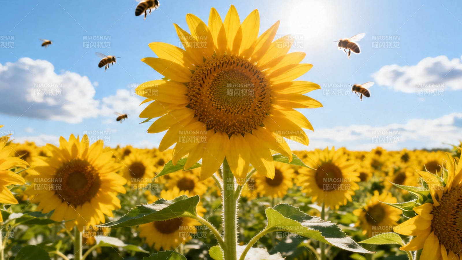 向日葵田蜂飞舞图片
