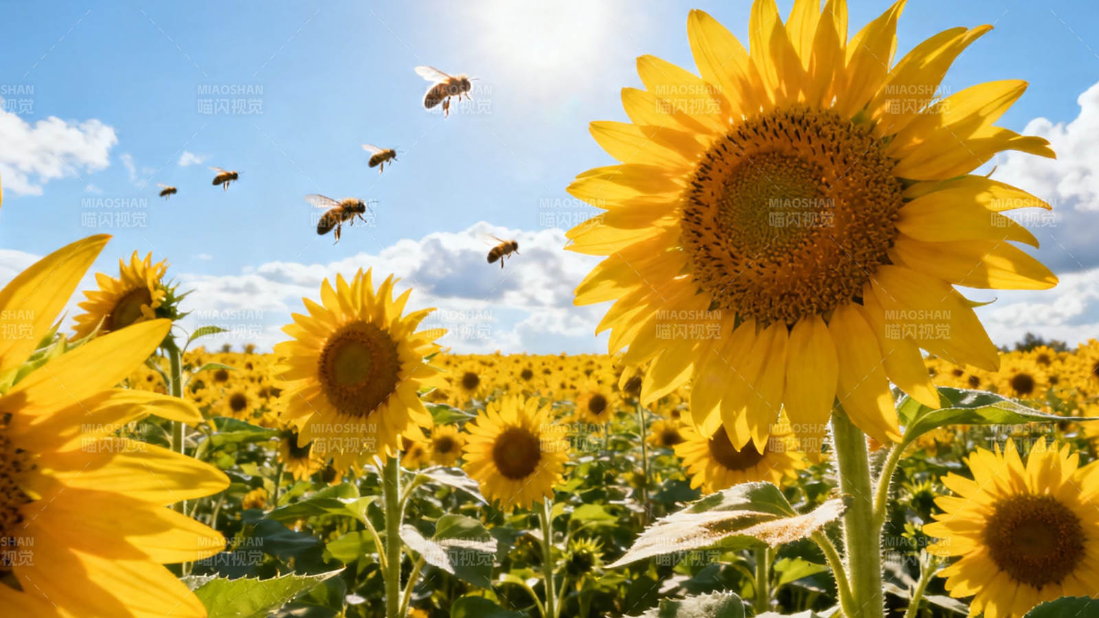 向日葵田蜂飞舞图片