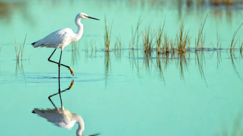 白鹭涉水 倒影如画图片