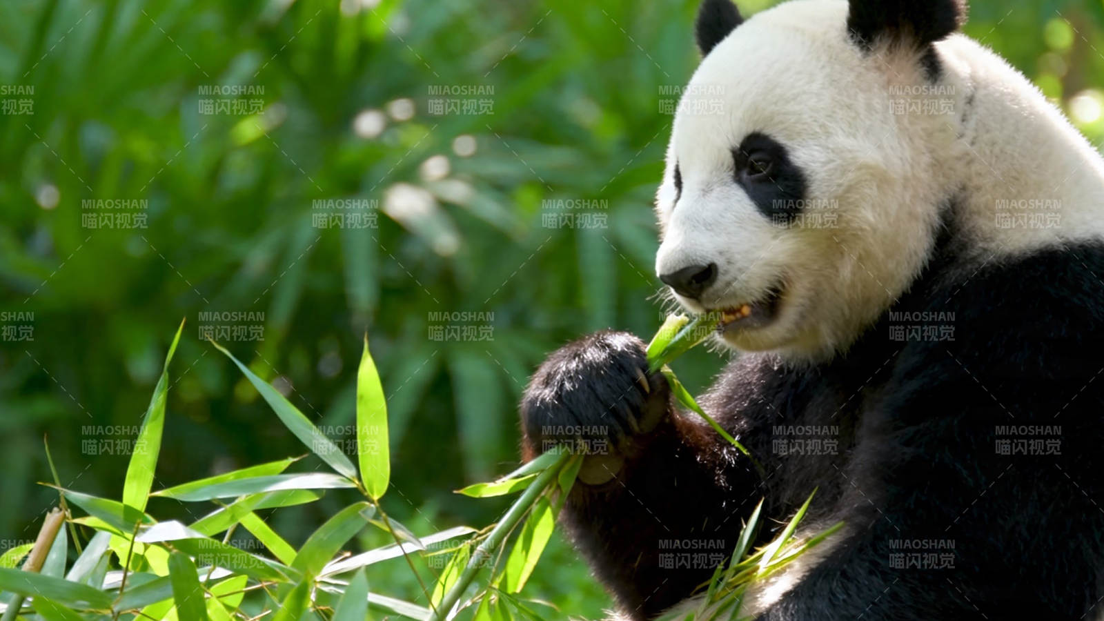熊猫啃竹 萌态十足图片