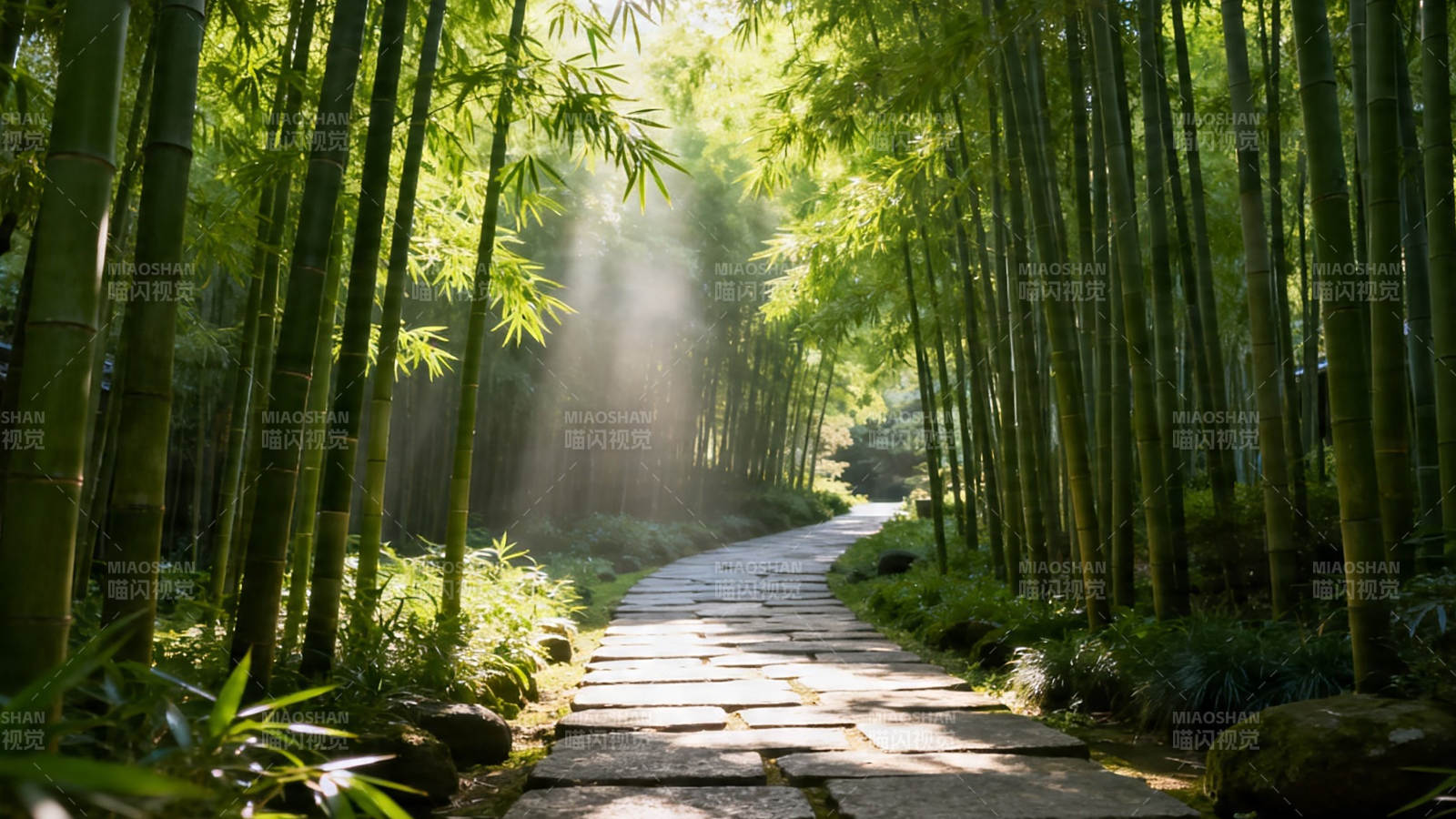 竹林小径 阳光洒落幽静处图片
