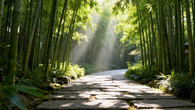 竹林小径 阳光洒落图片