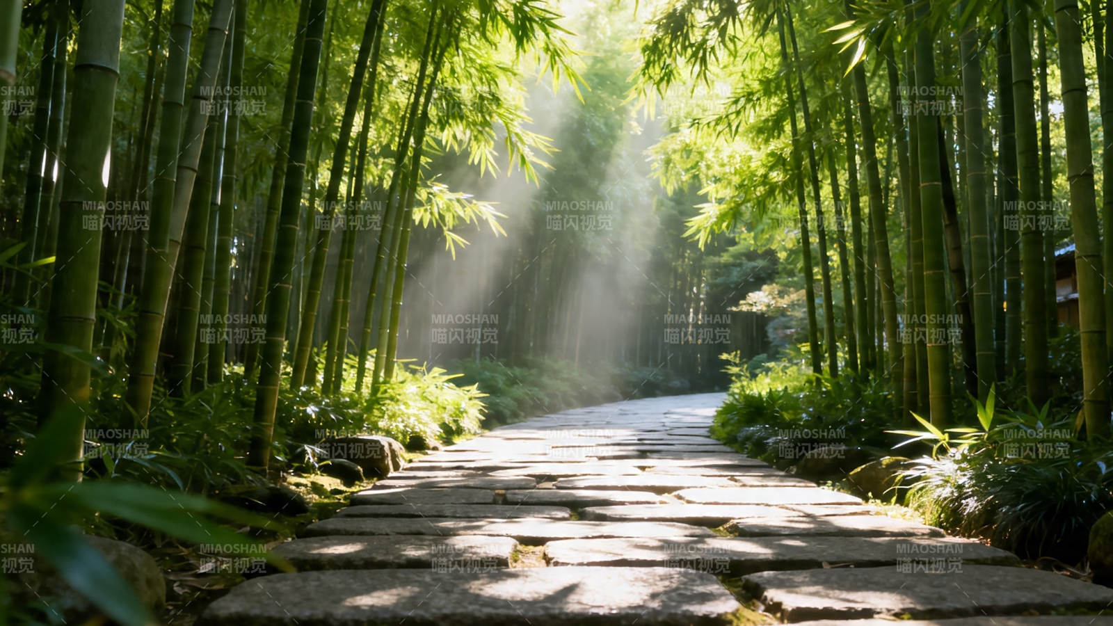 竹林小径 阳光洒落图片