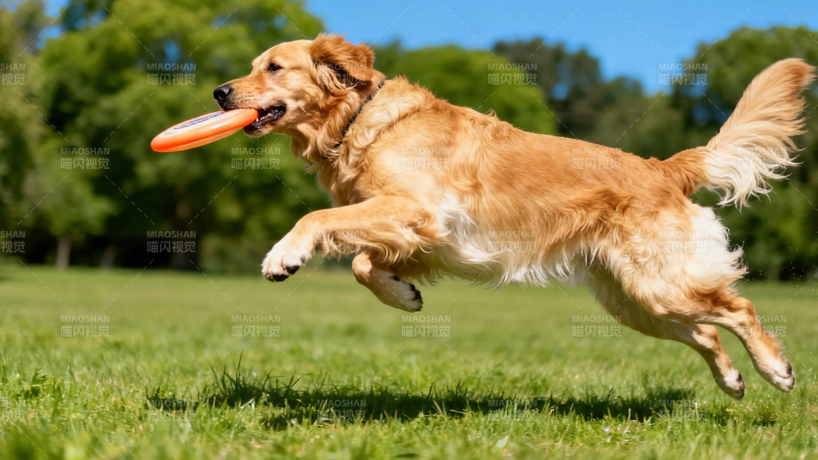 金毛跃起接飞盘图片
