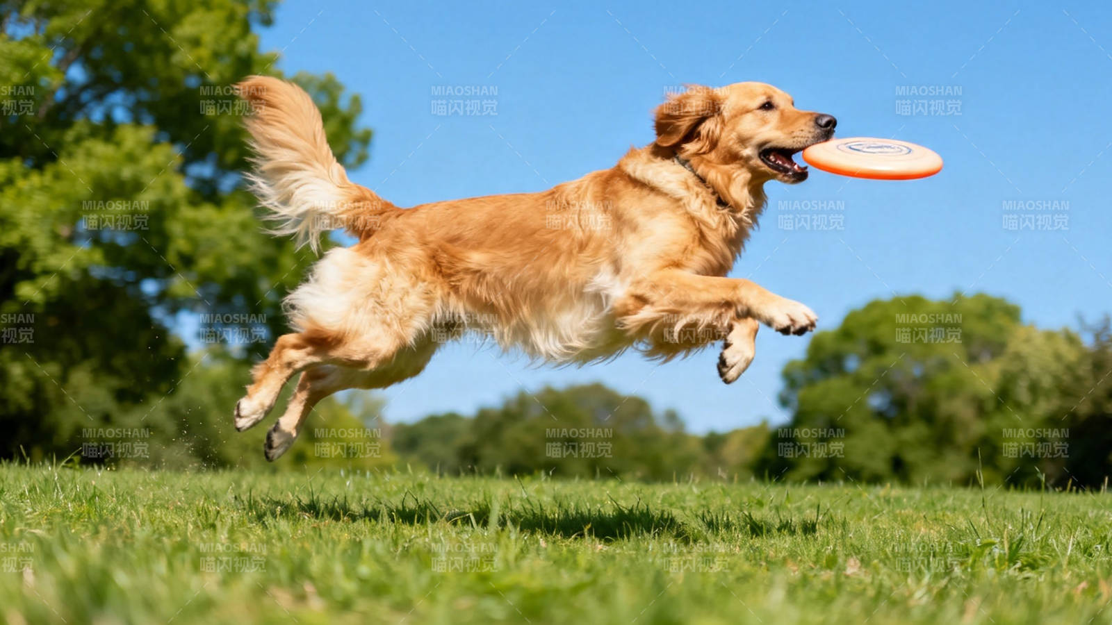 金毛跃起接飞盘图片