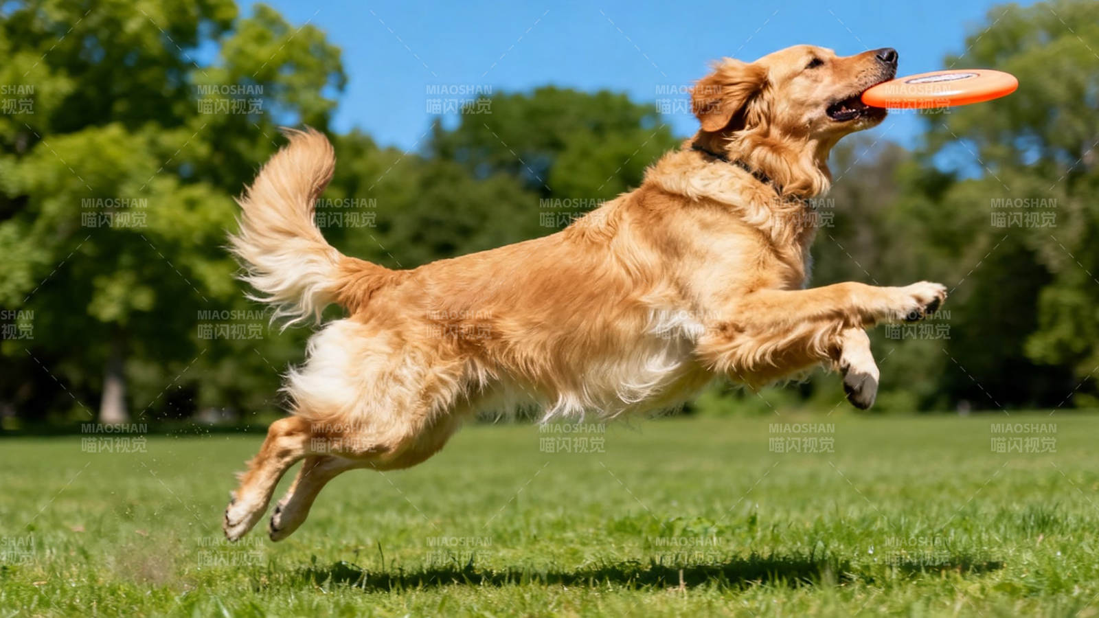 金毛跃起接飞盘图片
