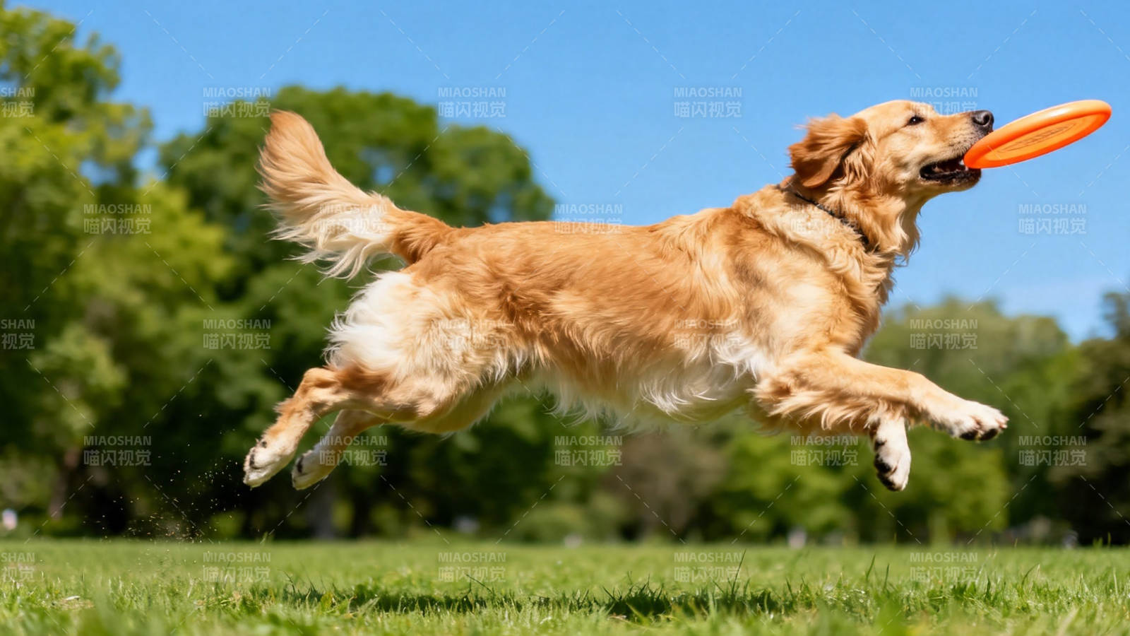 金毛跃起接飞盘图片