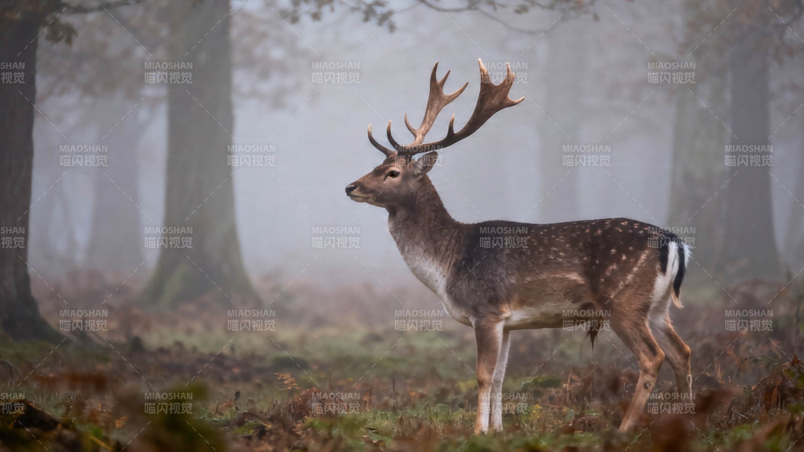 雾中雄鹿静立林间图片