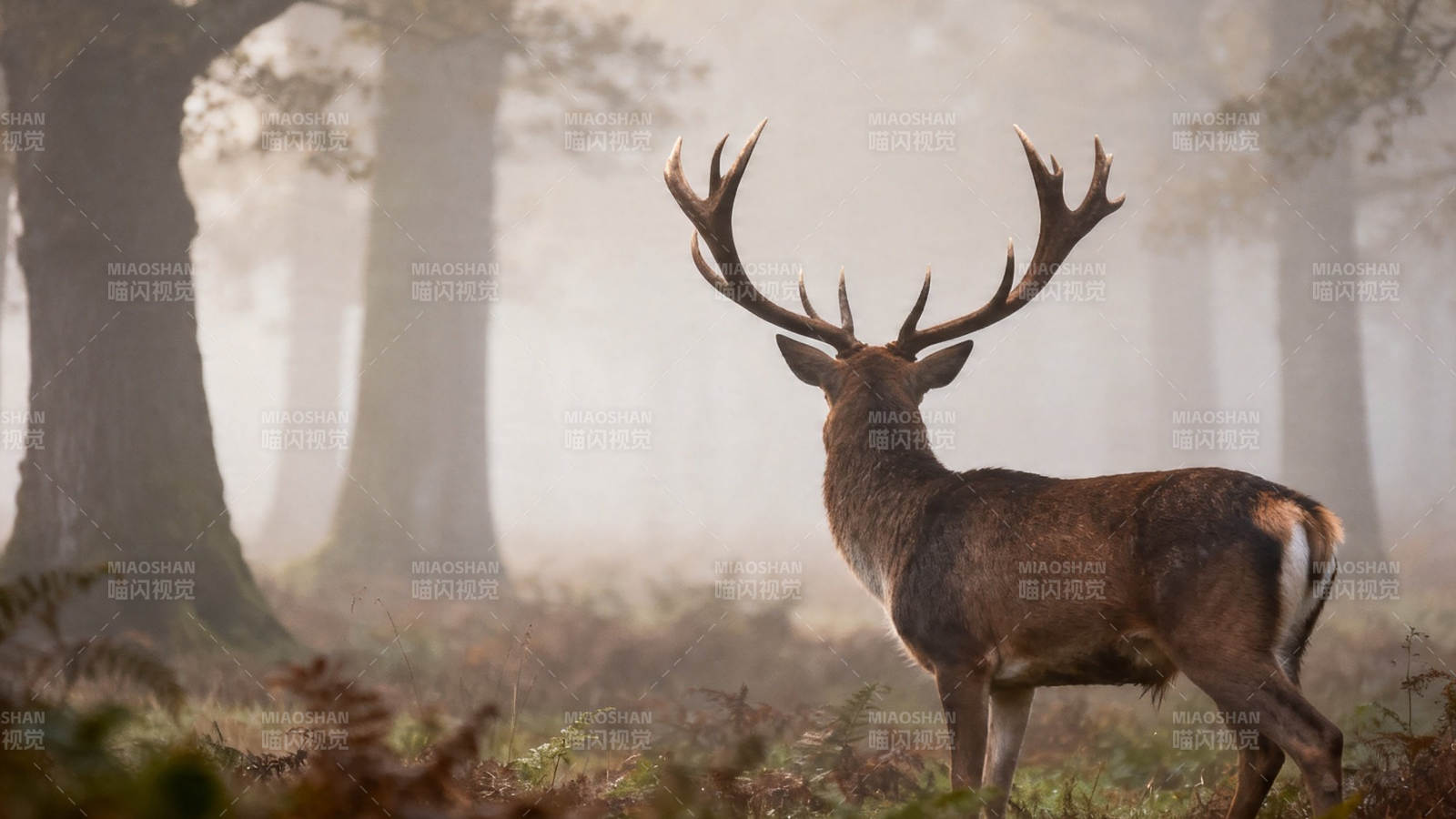 雾中雄鹿立林间图片