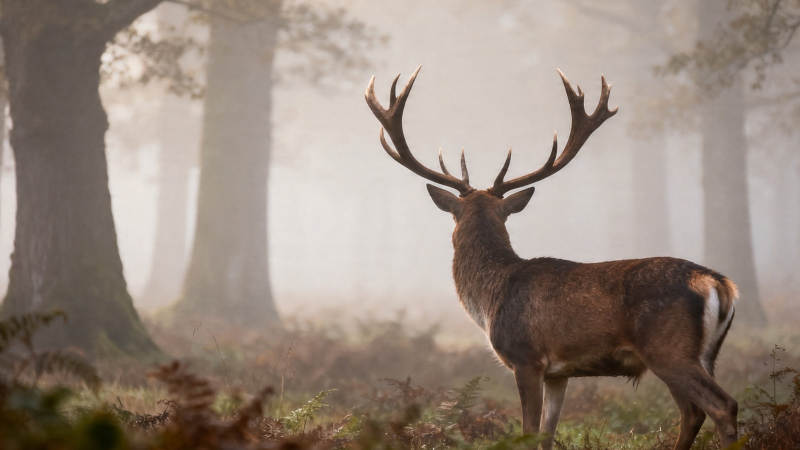 雾中雄鹿立林间图片
