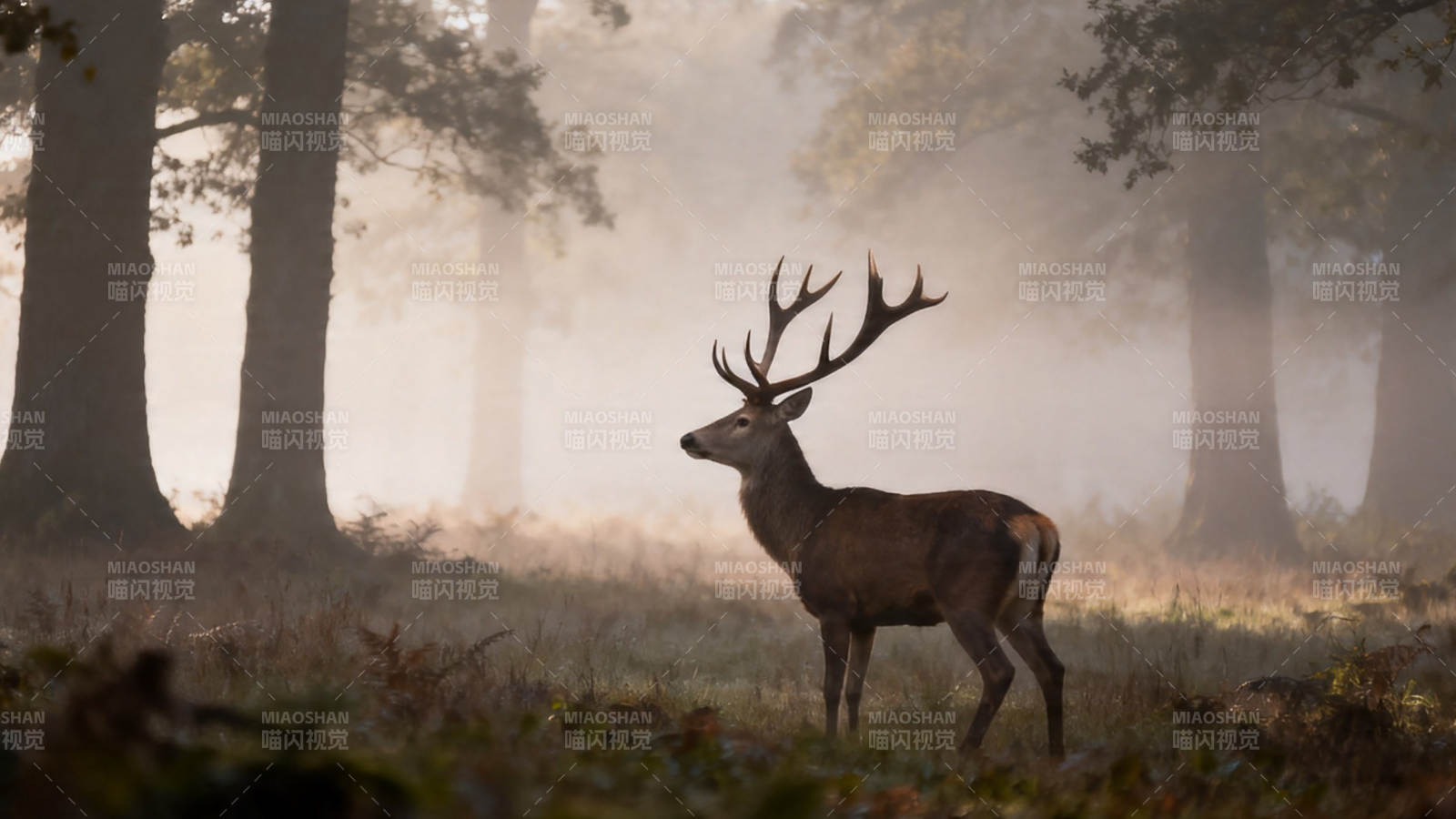 晨雾鹿影 林间静立图片