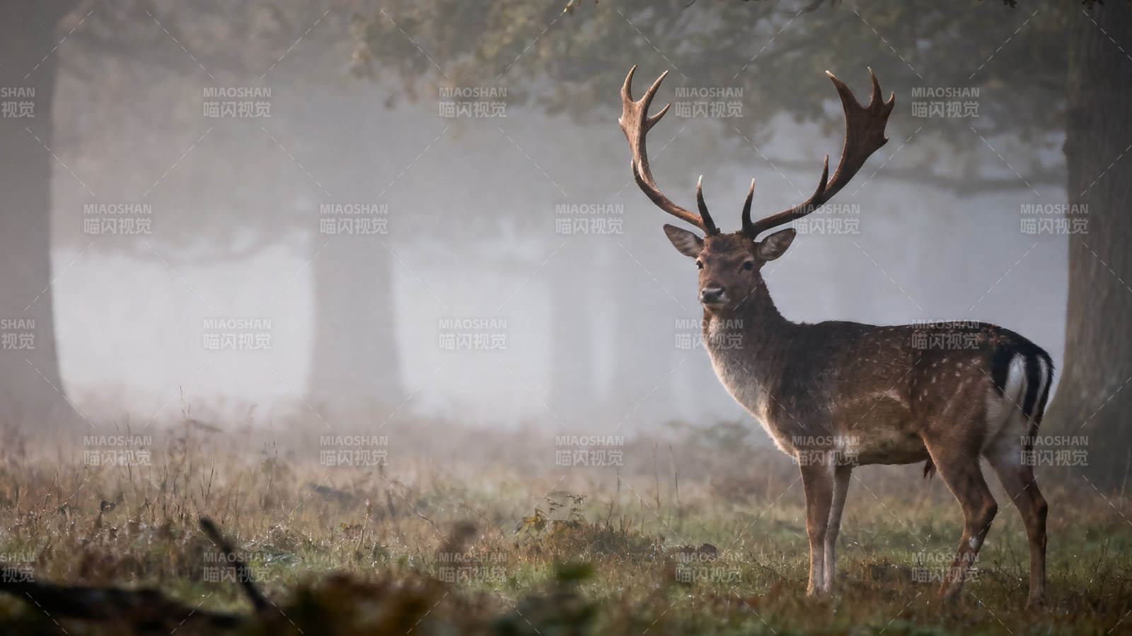 雾中雄鹿静立林间图片