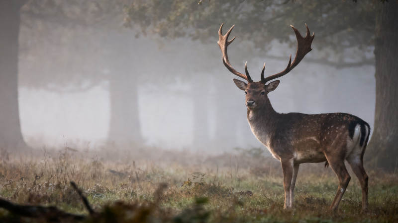 雾中雄鹿静立林间图片
