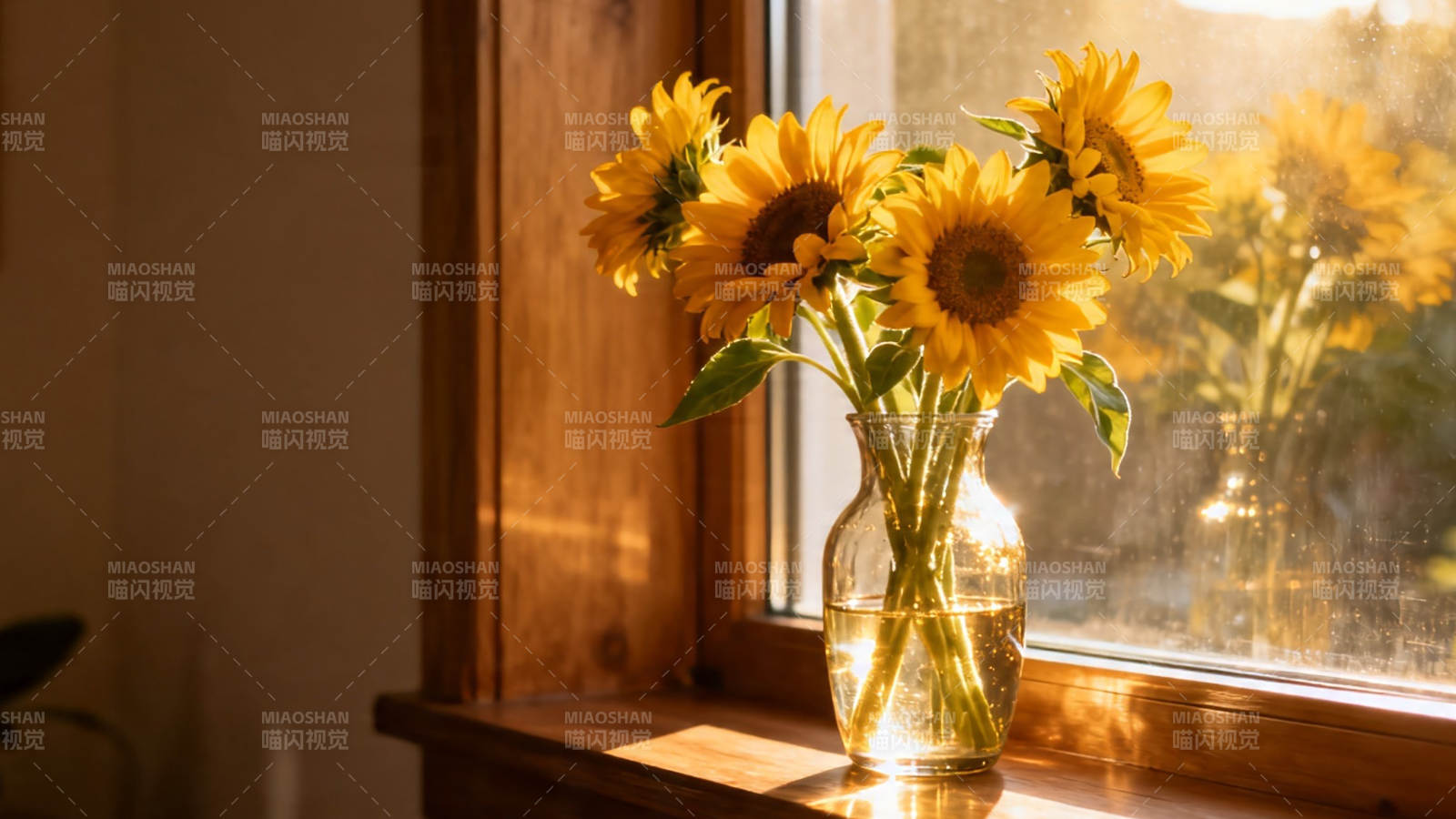窗台向日葵 暖阳映花影图片