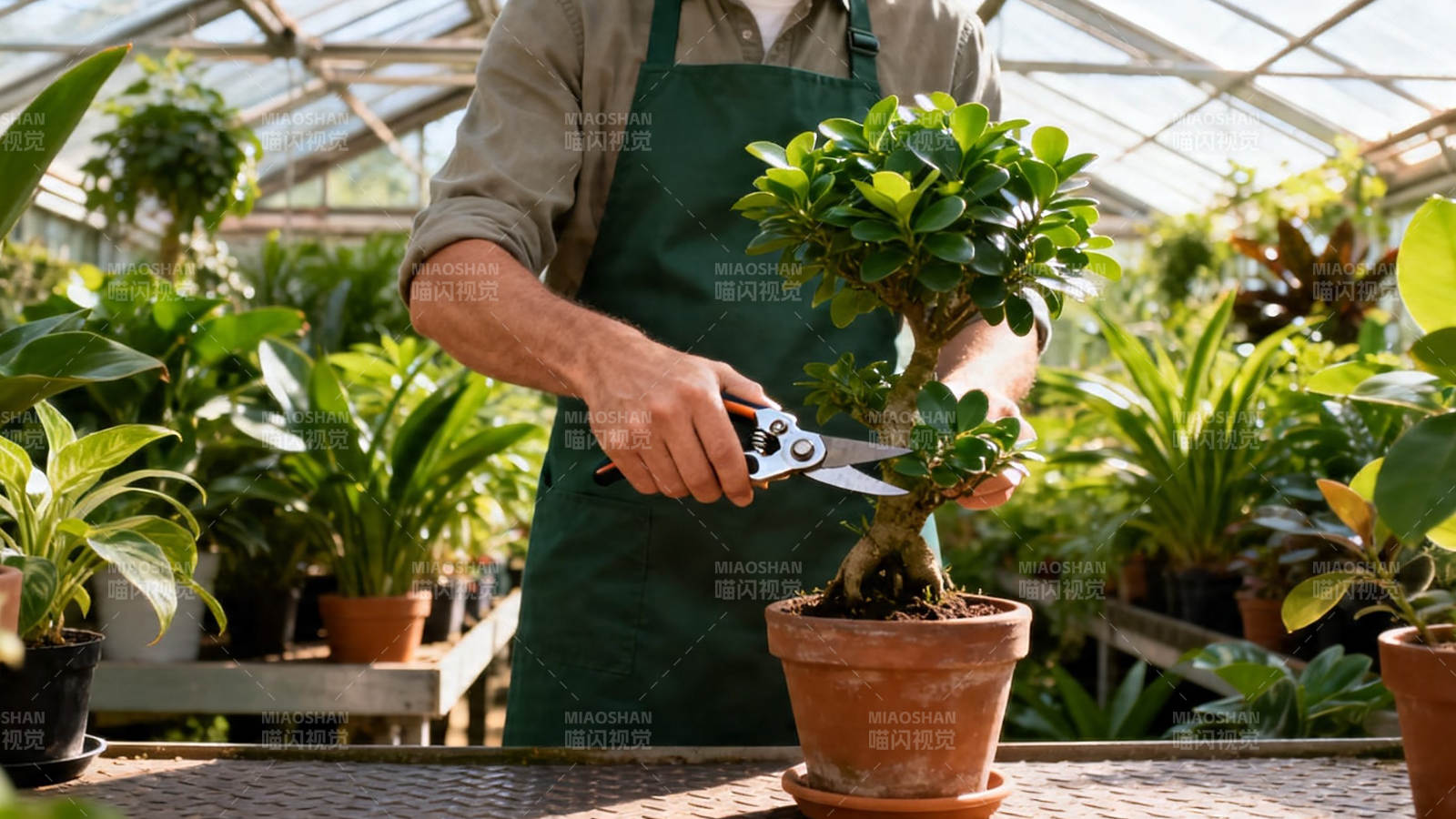 温室修剪盆栽绿植图片