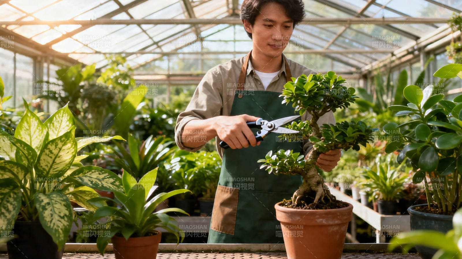 温室修剪盆栽绿植图片