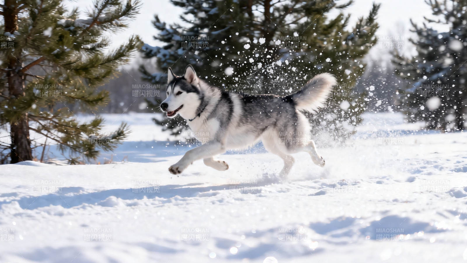 雪地里奔跑的哈士奇图片