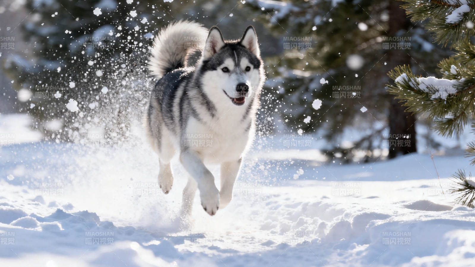 雪原飞犬 哈士奇狂奔图片