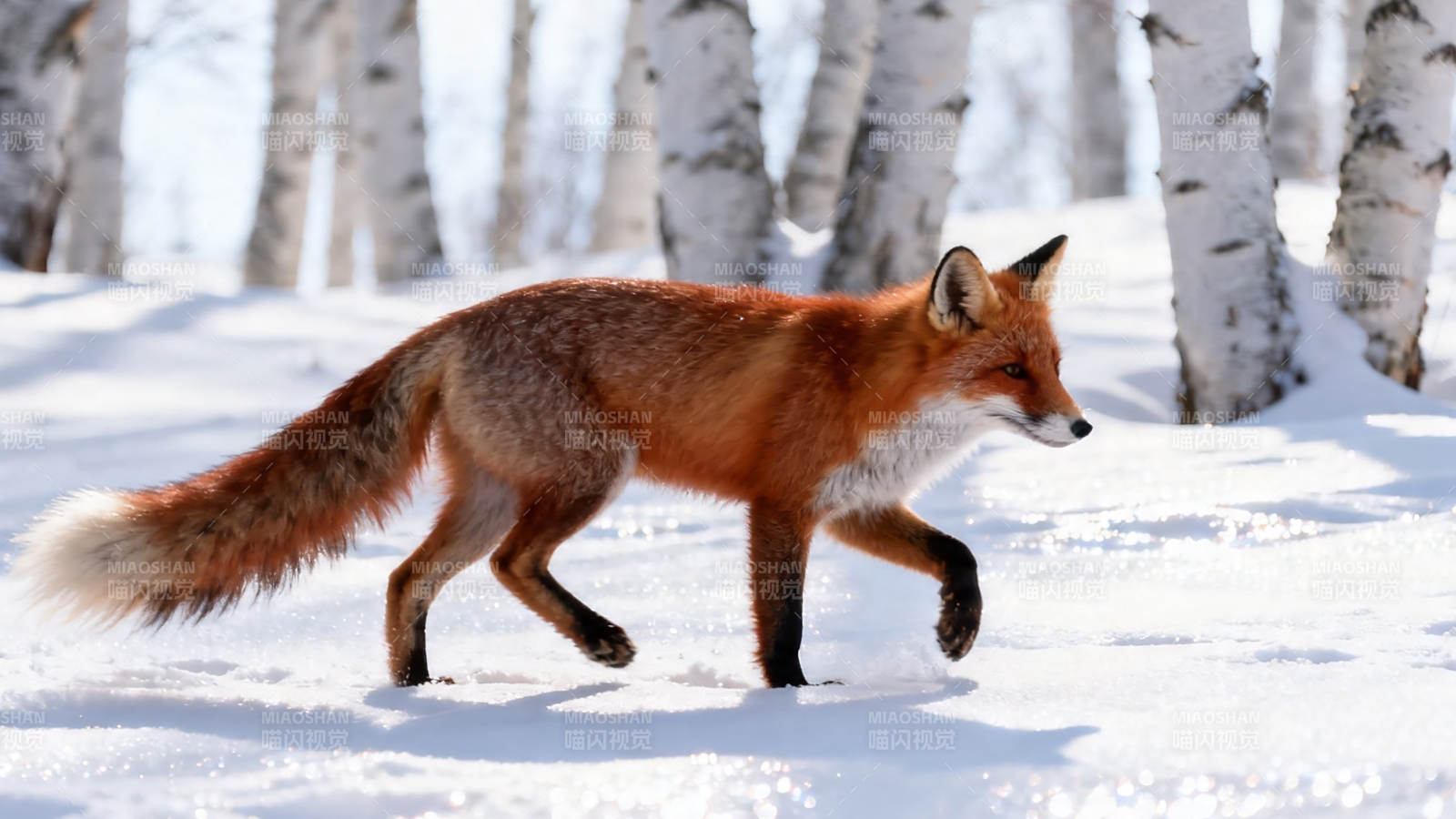 雪林红狐行图片