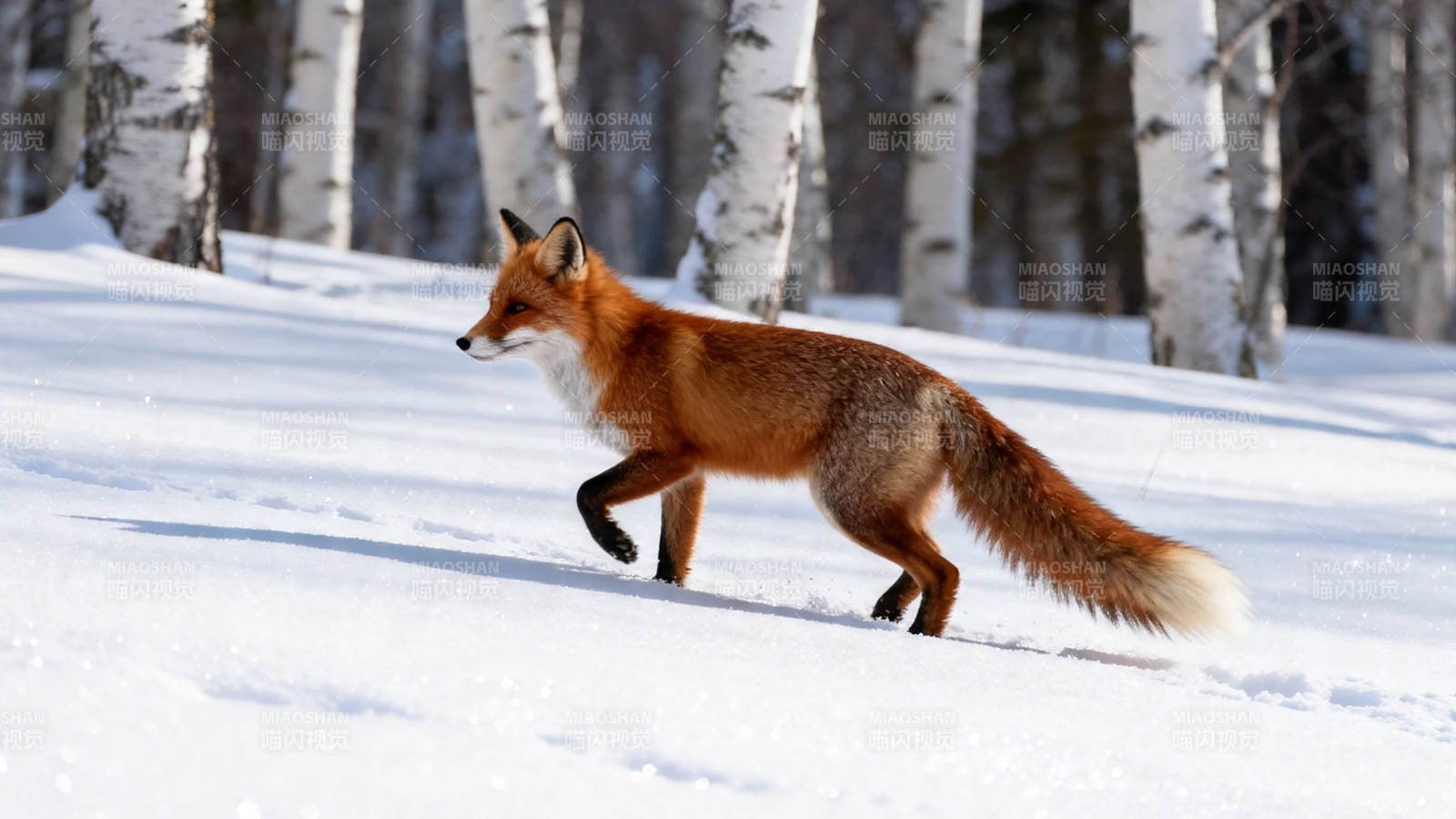 雪林红狐跃步前行图片