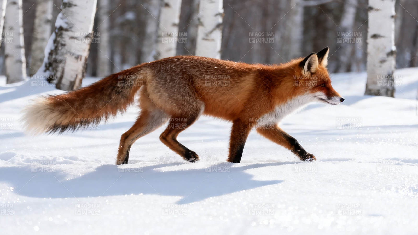 雪林红狐疾行图片