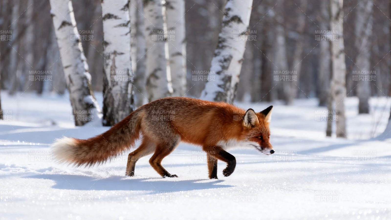 雪林红狐行图片