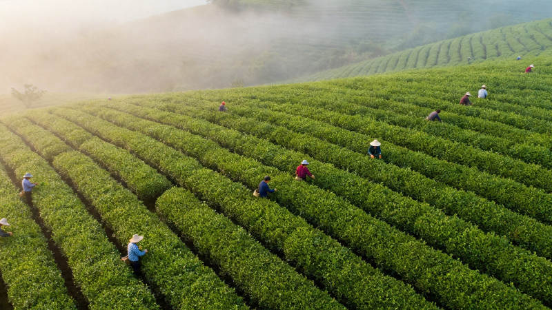 晨雾茶山采茶忙图片