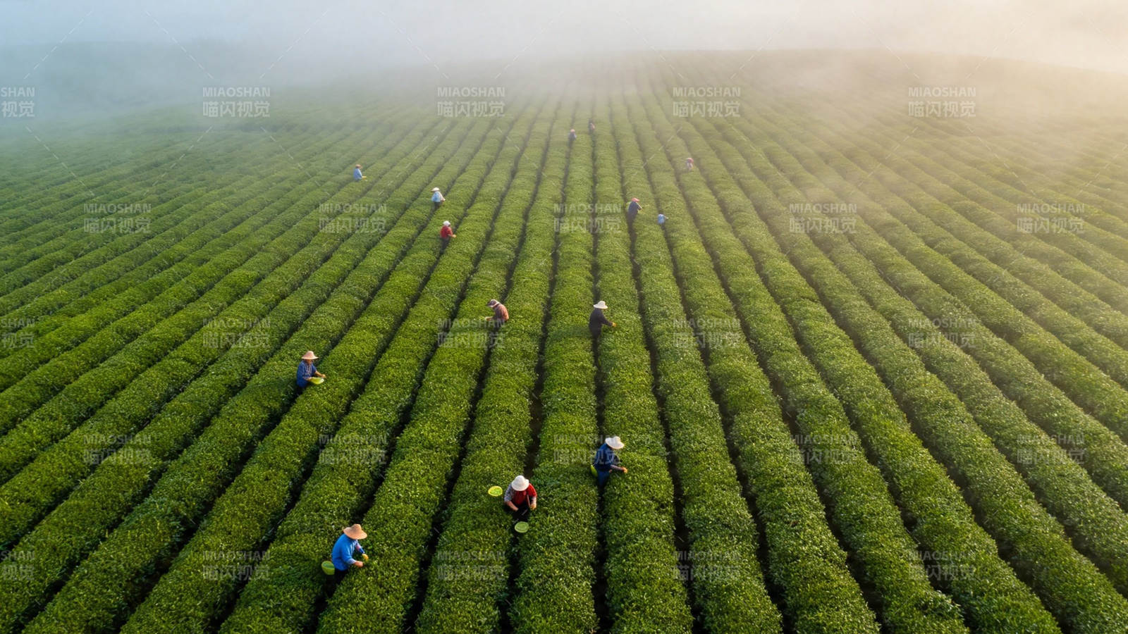 雾中茶田采茶忙图片