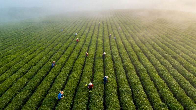 雾中茶田采茶忙图片