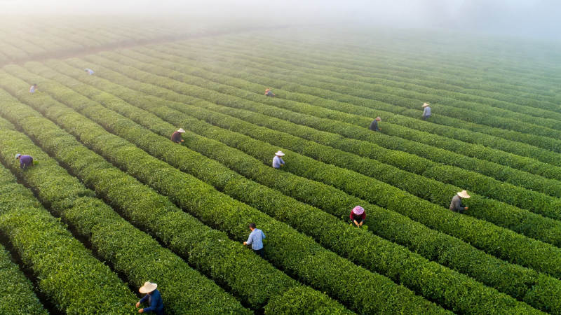 茶田采茶人晨雾中劳作图片
