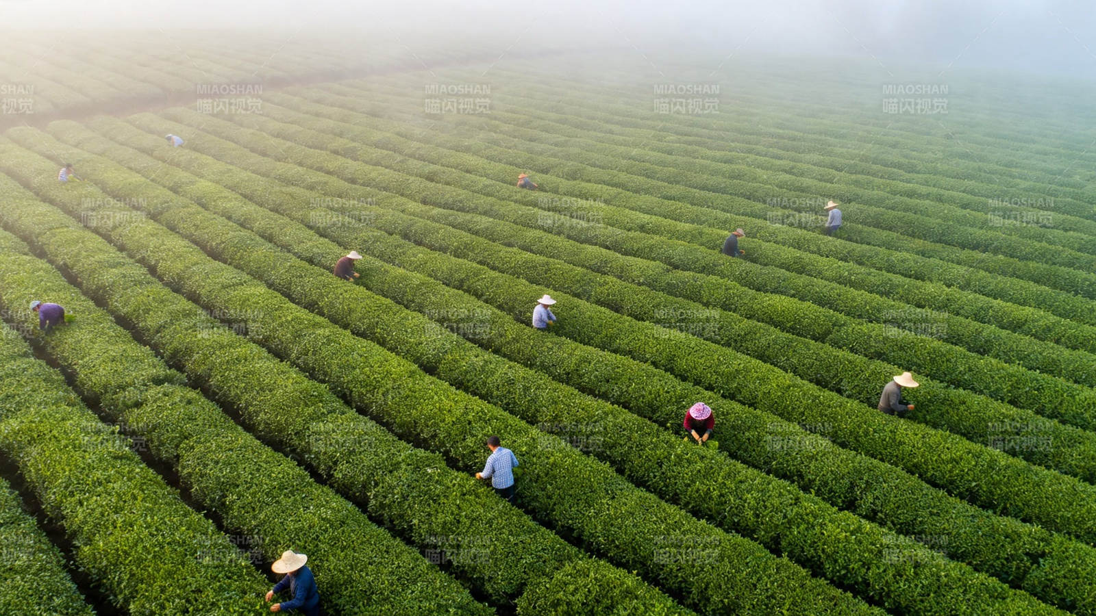 茶田采茶人晨雾中劳作图片