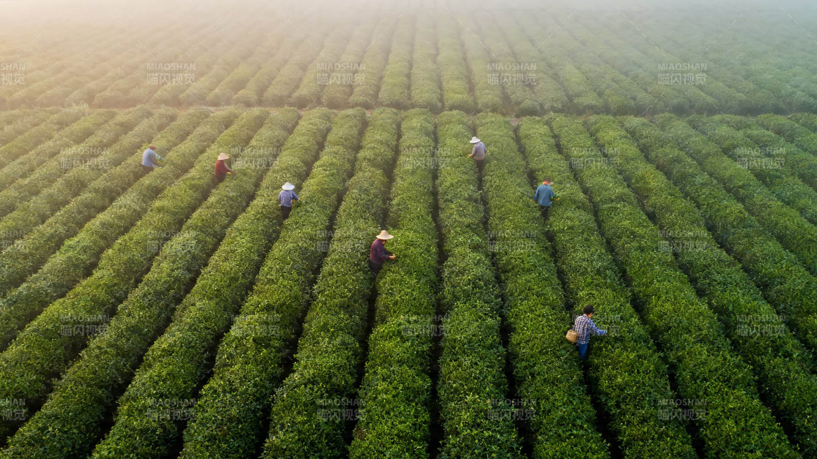 茶田采茶忙 晨光映绿浪图片
